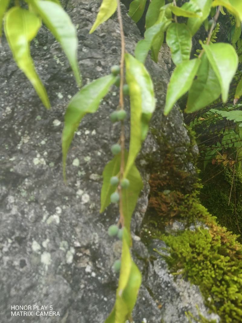 匍茎榕