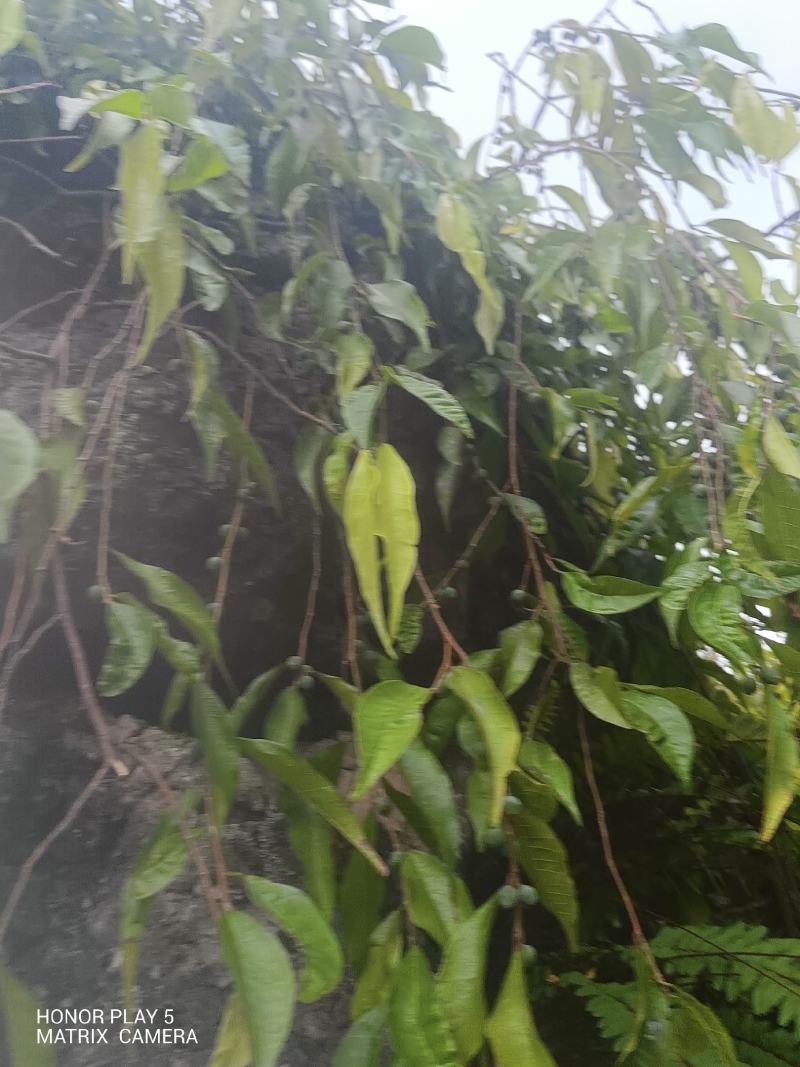 匍茎榕