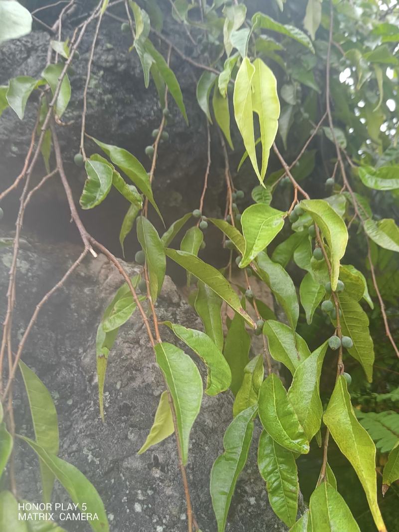 匍茎榕
