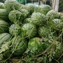 冠龙西瓜！产地直发！货源充足！电联视频！欢迎砸单