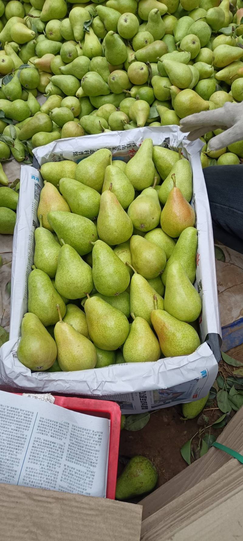 巴梨