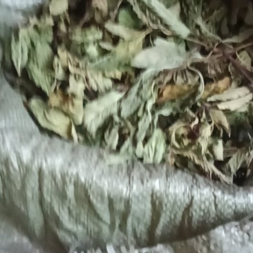 纯野生薄荷尖