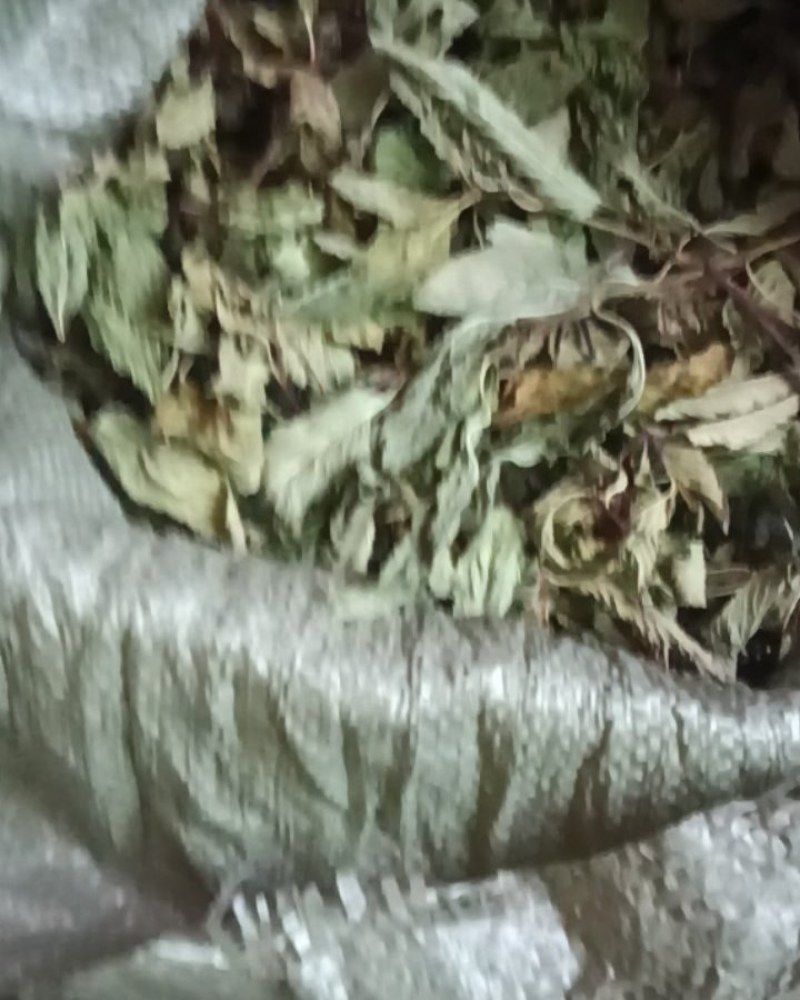 纯野生薄荷尖