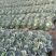 贵州高山甘蓝产地直发量大从优质量保证现采现摘电联