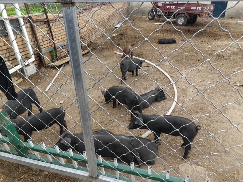 家里养的土猪、长白猪（预计10月份出栏）和肉牛
