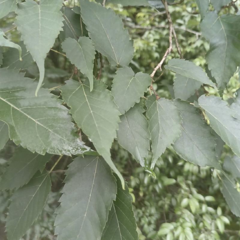 桑叶