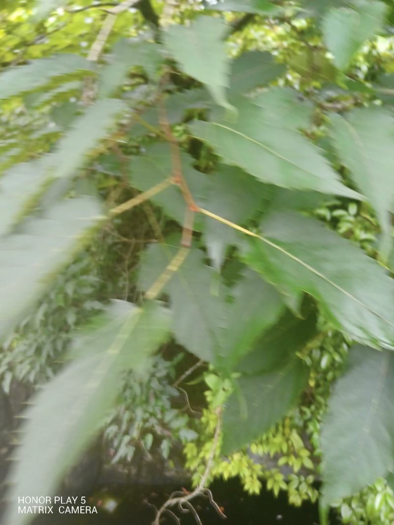 桑叶