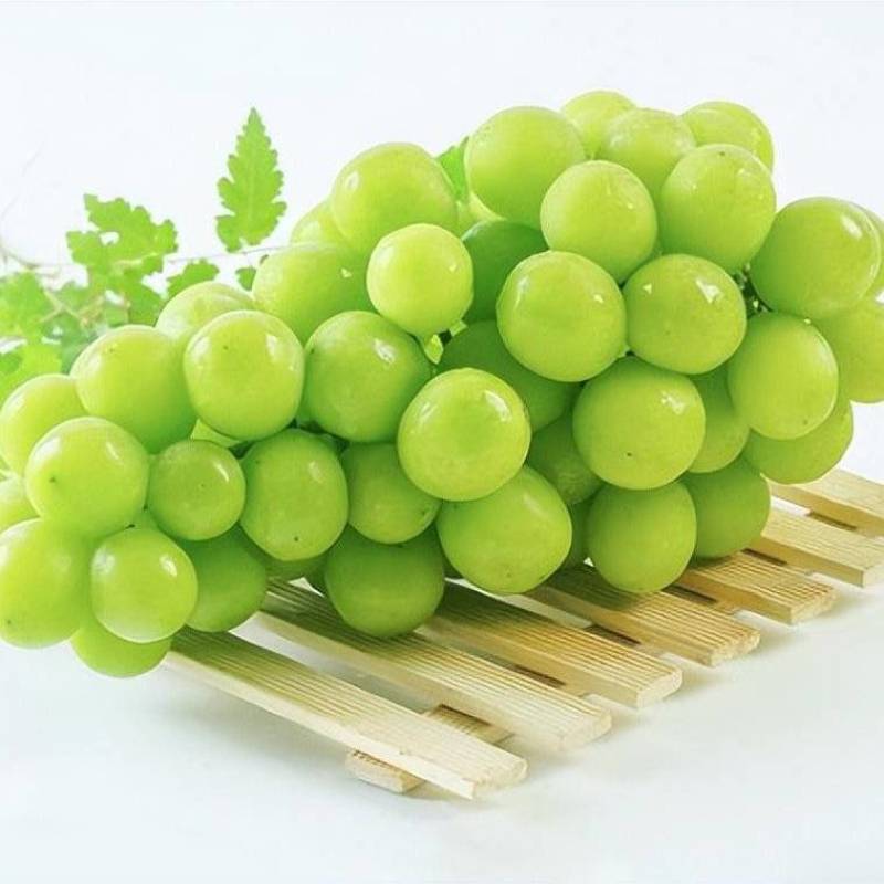 阳光玫瑰已经大量开始供应，支持一件代发
