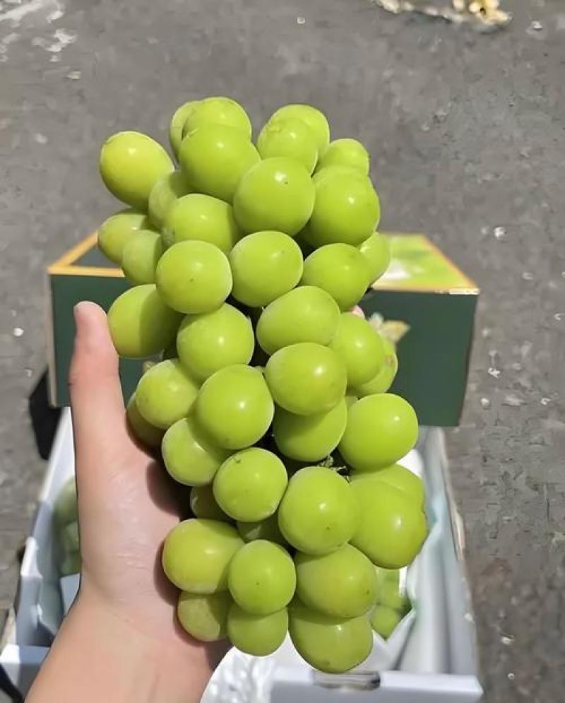 阳光玫瑰已经大量开始供应，支持一件代发