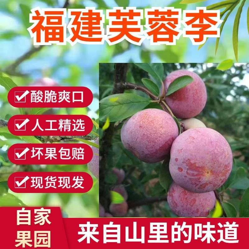 福建芙蓉李子，专业对接电商果市场果，产地直发。量大从优。