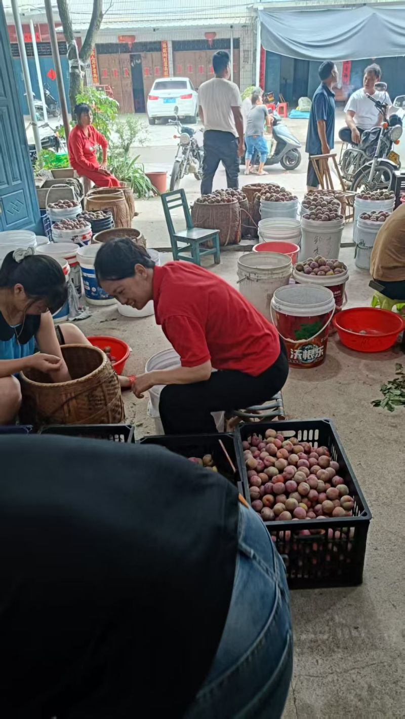 福建芙蓉李子，专业对接电商果市场果，产地直发。量大从优。