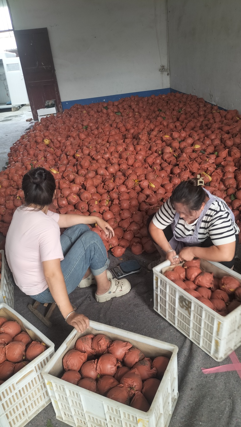 砀山圆黄梨，新玉梨，秋月梨，皇冠梨，原产地对接电商及市场