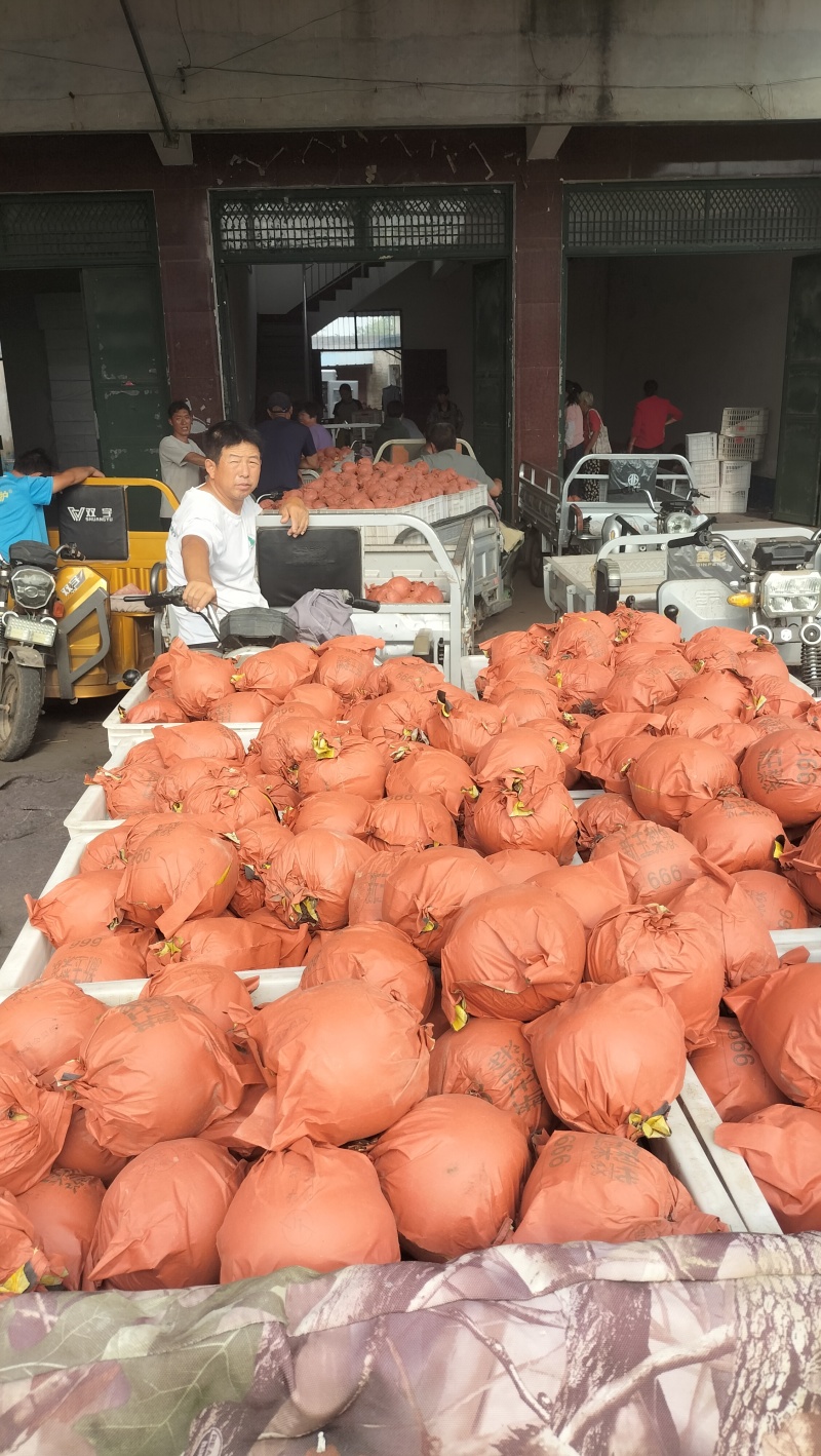 砀山县元黄梨翠玉梨秋月梨皇冠梨新玉梨，鲜果现货，精选品质