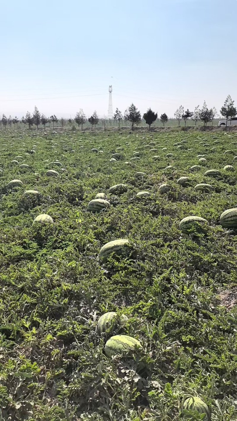 宁夏硒砂瓜品质保证服务周到产地直发价格美丽