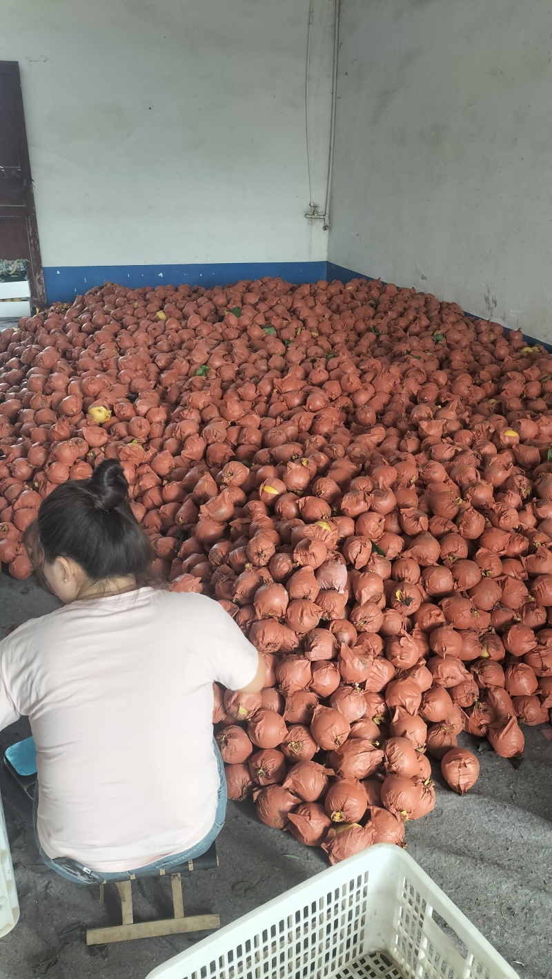砀山县圆黄梨，含糖量高，鲜果精选装箱，产地对接市场及电商