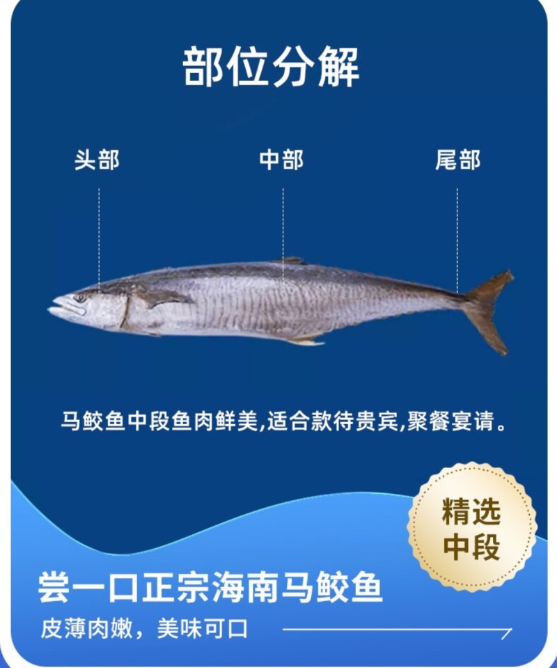 海南马鲛鱼文昌七洲列岛马鲛鱼