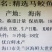 海南马鲛鱼文昌七洲列岛马鲛鱼