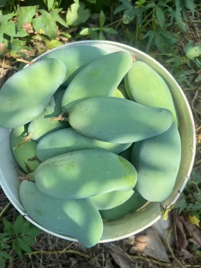 加工批发都可以
