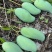 加工批发都可以