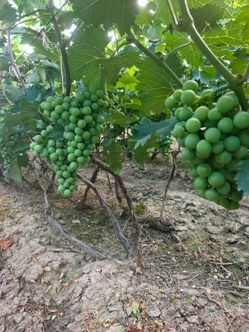 山西巨峰葡萄，大量上市，口感甜脆