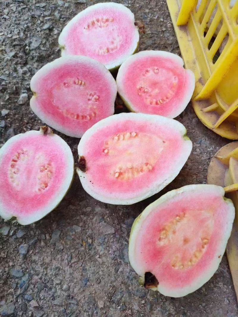 珍珠蕃石榴红心芭乐白心芭乐可长期大量供应