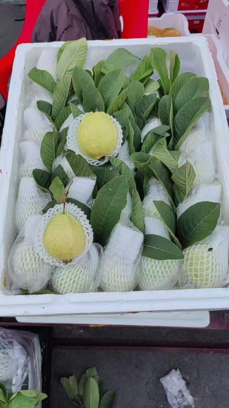 珍珠蕃石榴红心芭乐白心芭乐可长期大量供应
