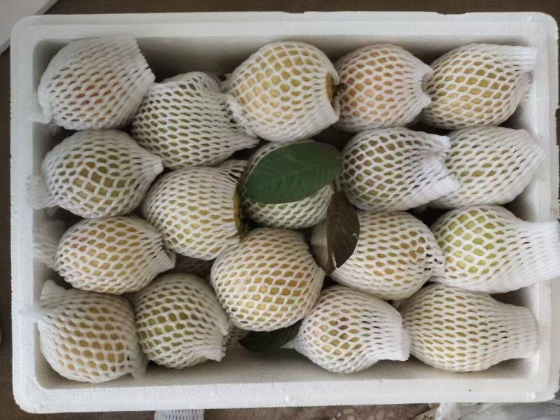 珍珠蕃石榴红心芭乐白心芭乐可长期大量供应