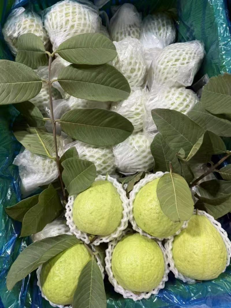 珍珠蕃石榴红心芭乐白心芭乐可长期大量供应