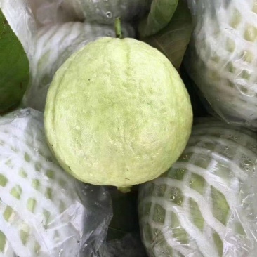 珍珠蕃石榴红心芭乐白心芭乐可长期大量供应