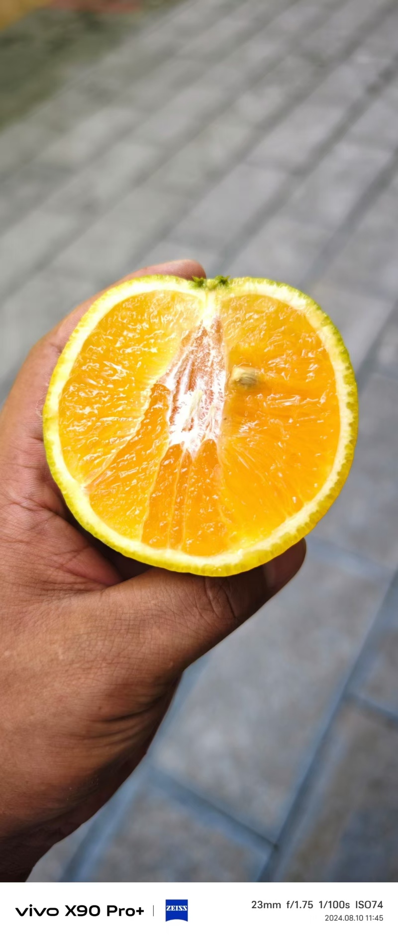 【精品】湖北宜昌夏橙产地直发/秭归夏橙鲜货橙子/欢迎选购