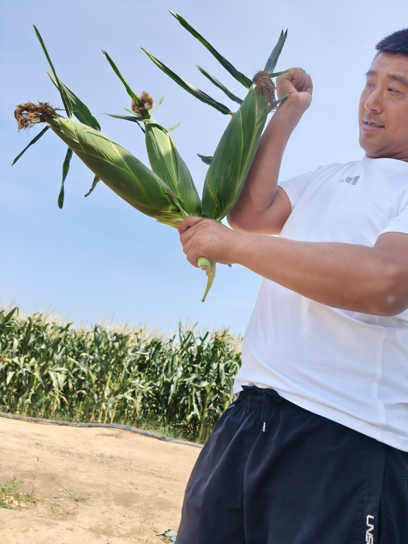 精品水果玉米