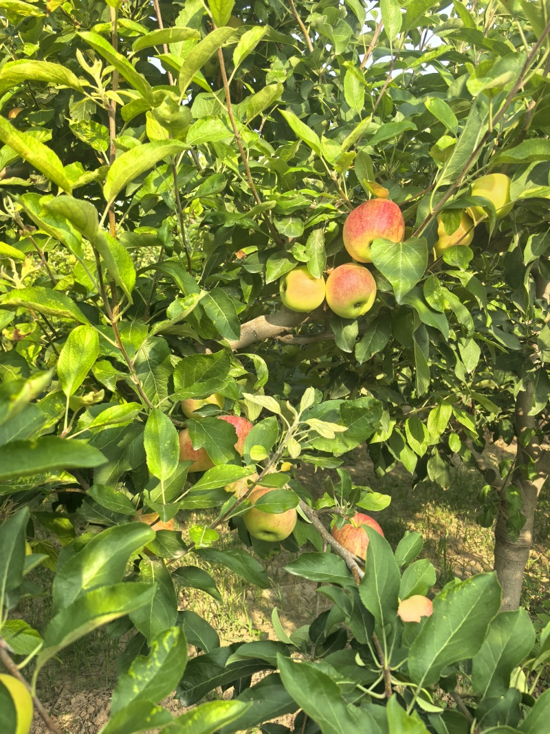 秦阳早熟苹果可以下单了，