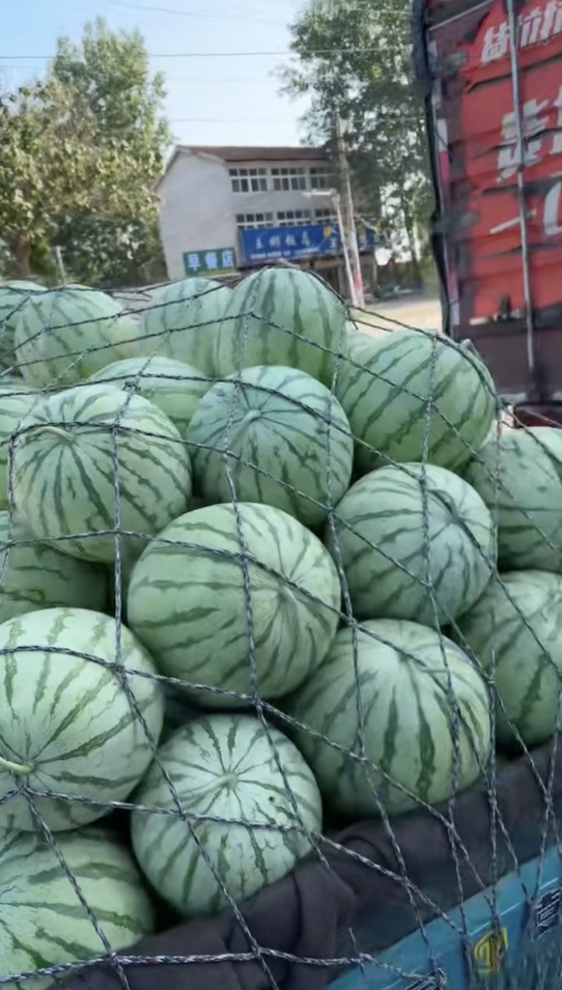 （推荐）金花西瓜一手货源诚信经营价格合理