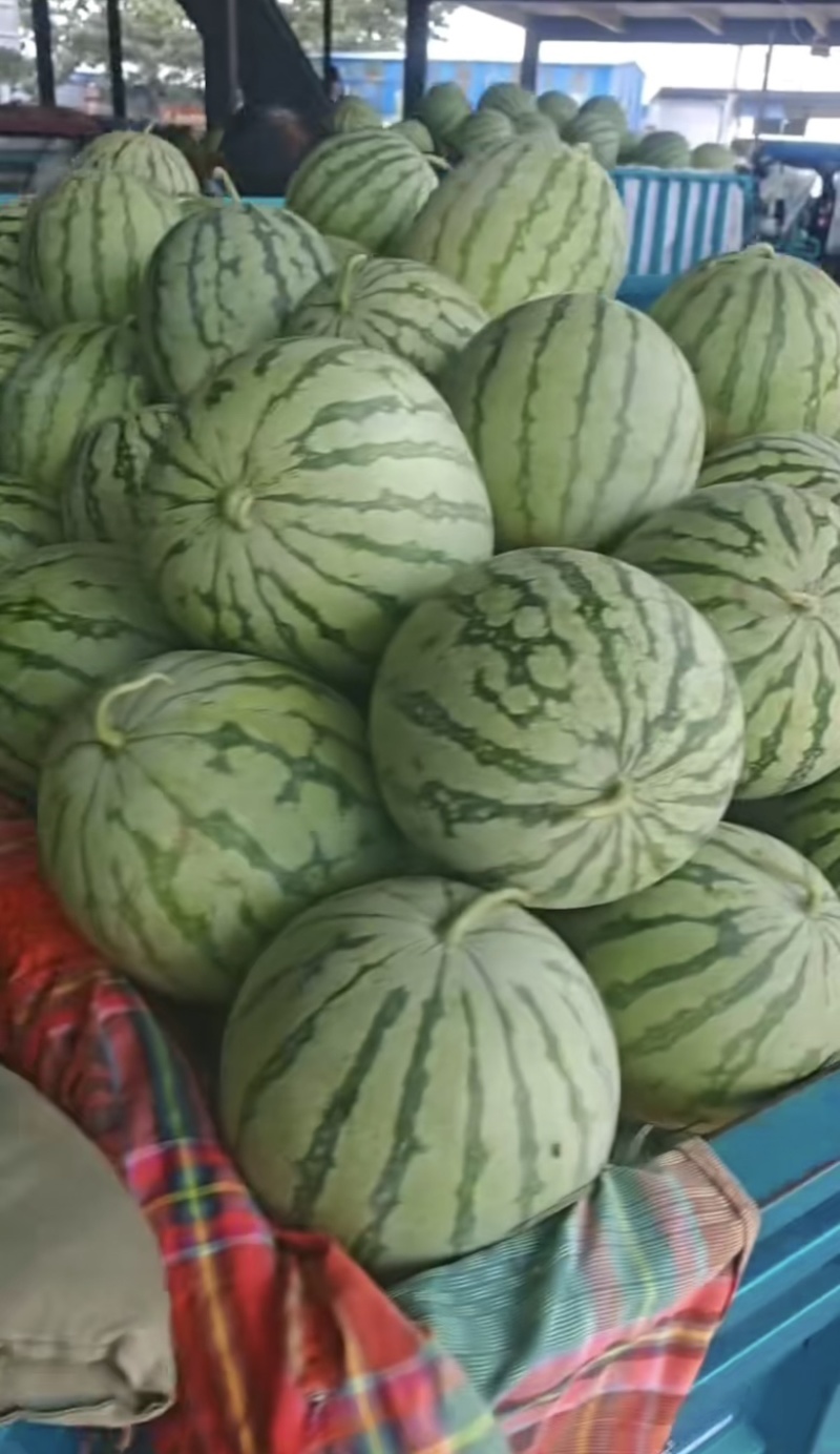 （推荐）金花西瓜一手货源诚信经营价格合理