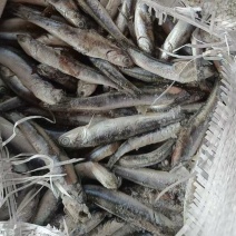 鱼食