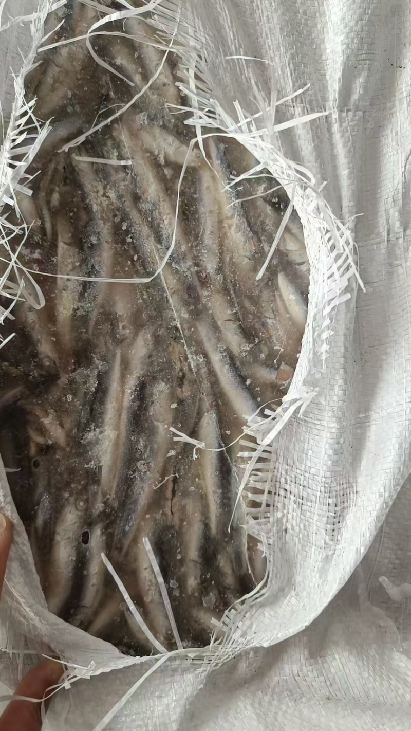 鱼食