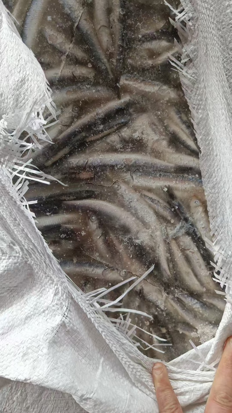 鱼食