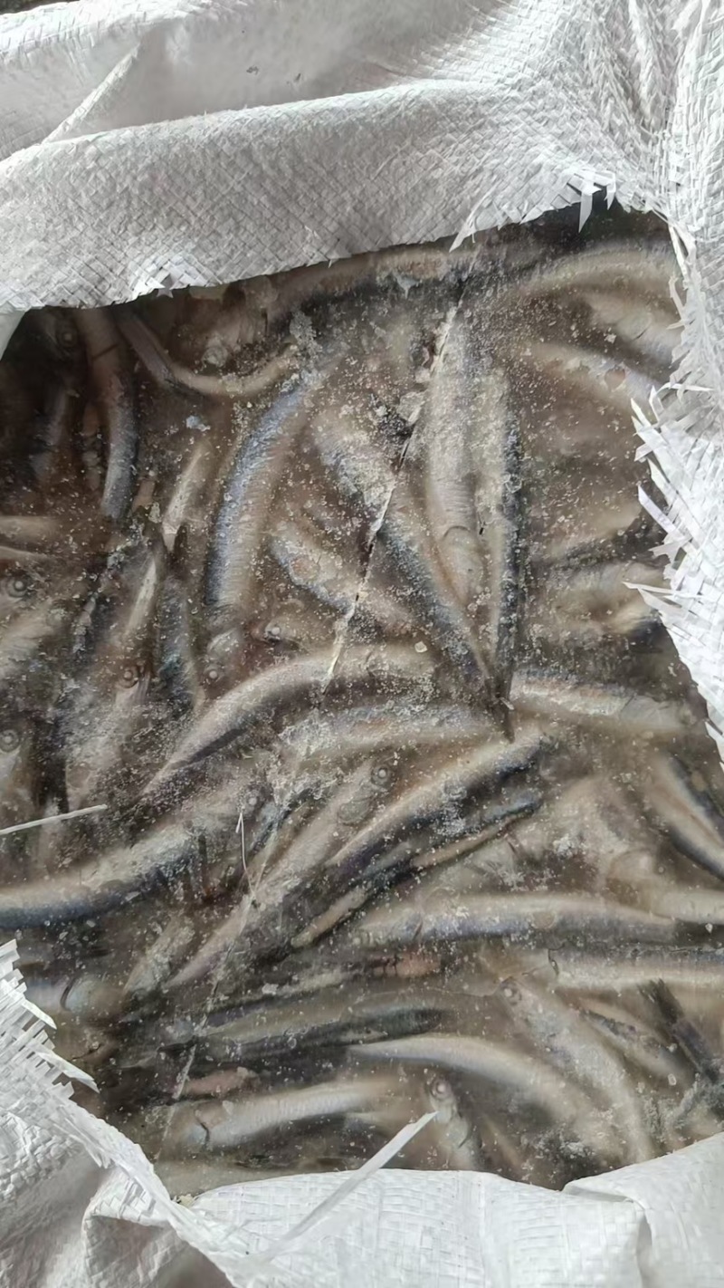 鱼食