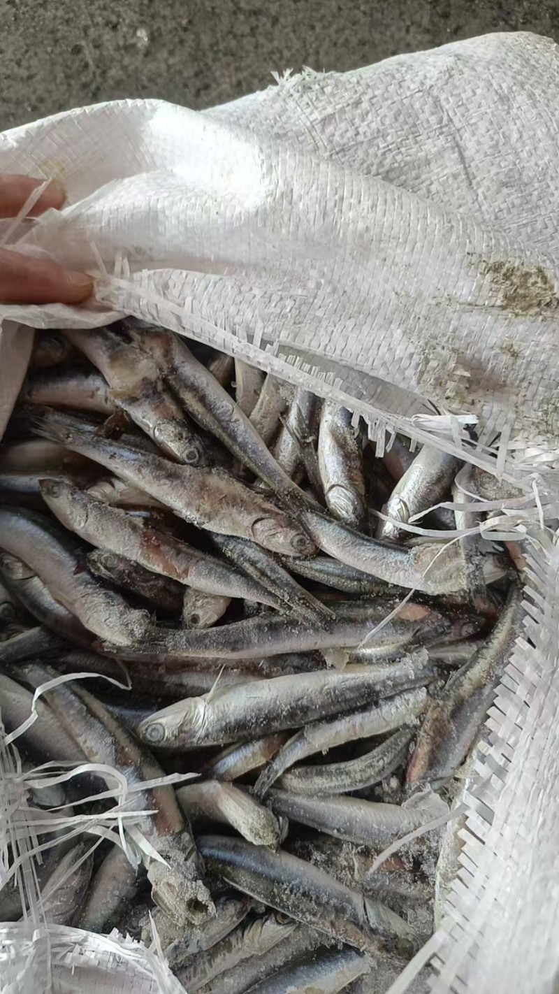 鱼食
