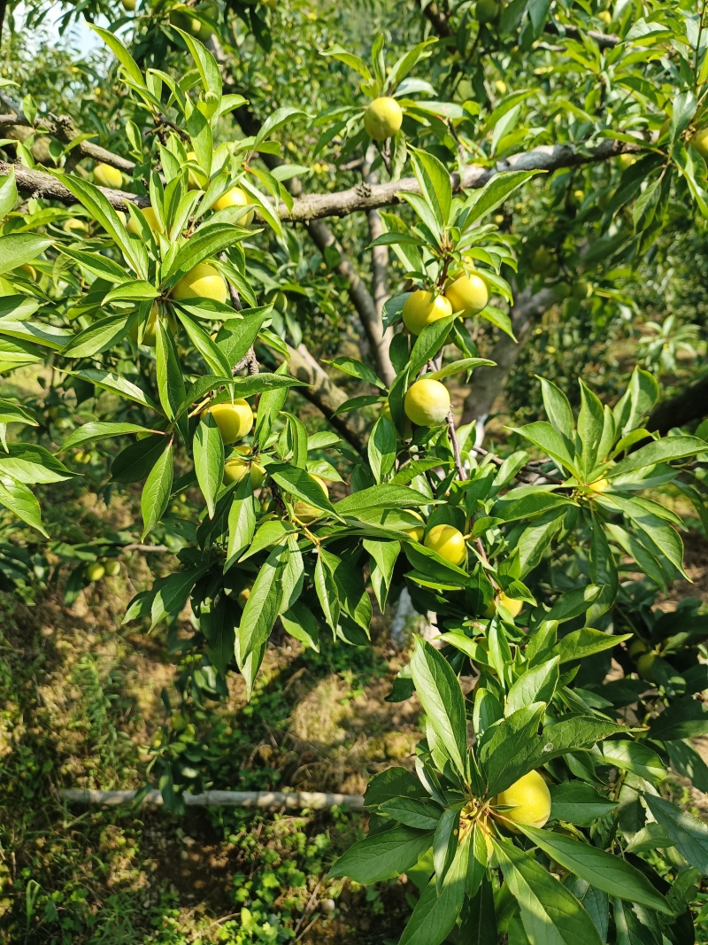 脆甜的青脆李