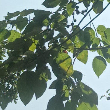 干构树果，叶，皮