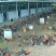 散养土鸡