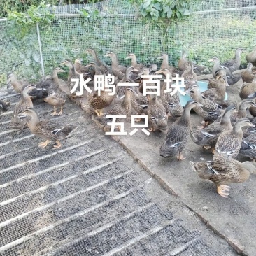 鸭子
