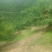 平武高山白花桃
