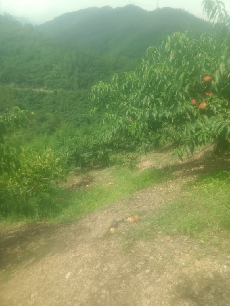 平武高山白花桃