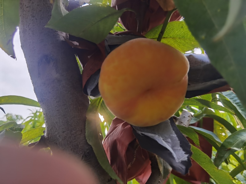 毛蟠桃
