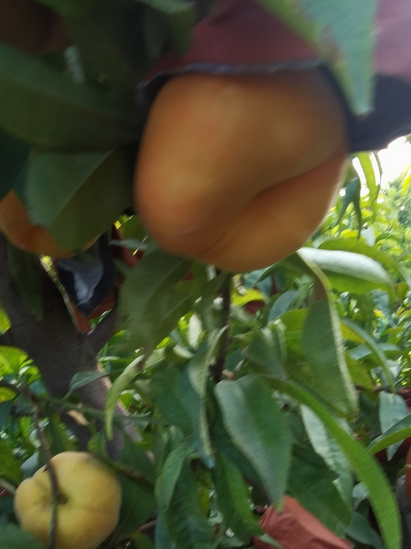毛蟠桃