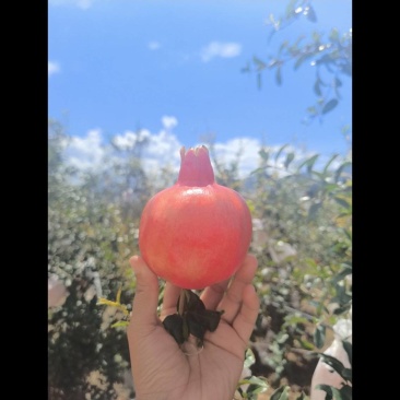 云南早熟突尼斯软籽石榴，货源充足，供货稳定，可视频看货