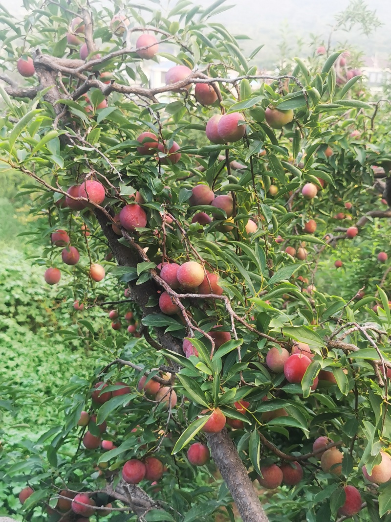 西梅红李