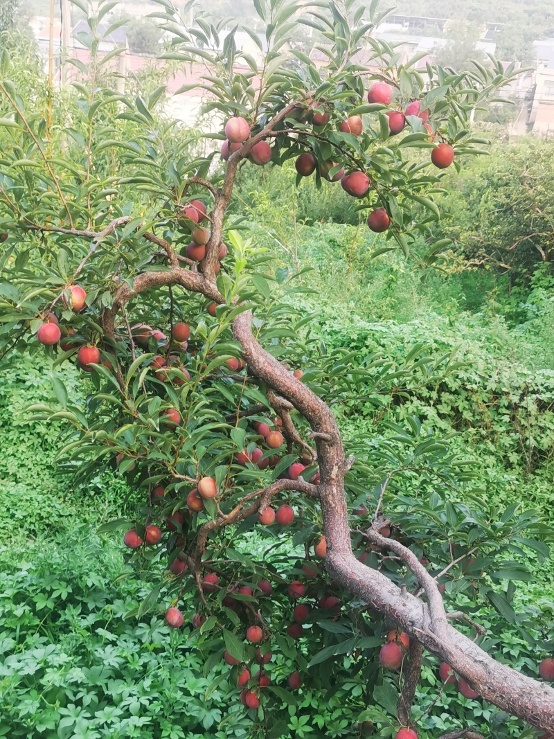 西梅红李